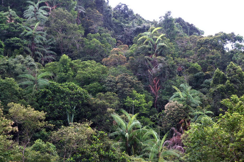 Sri Lanka, Sinharaja